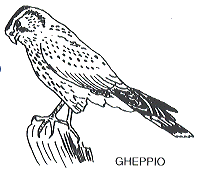gheppio.gif (8191 byte)