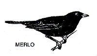merlo.gif (4918 byte)